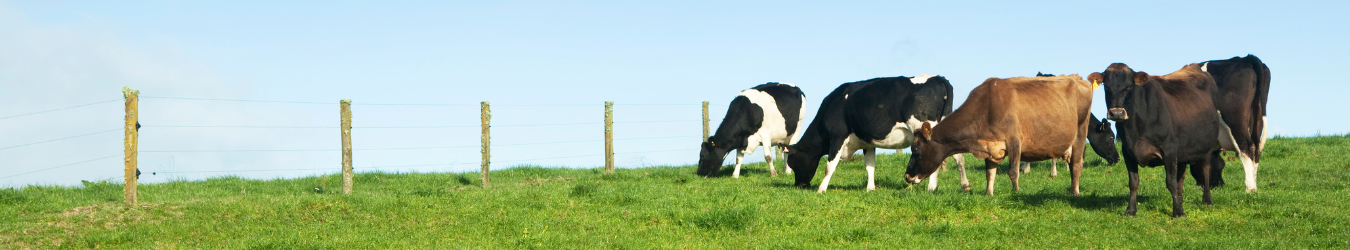 SGX-NZX Dairy Derivatives
